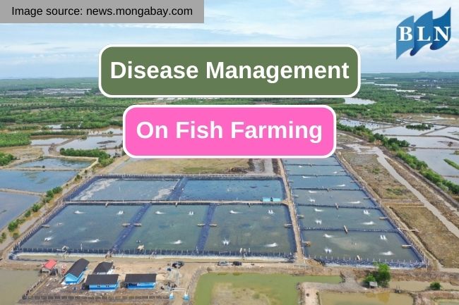 Disease Management in Fish Farming